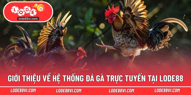 Giới thiệu về hệ thống đá gà trực tuyến tại LODE88